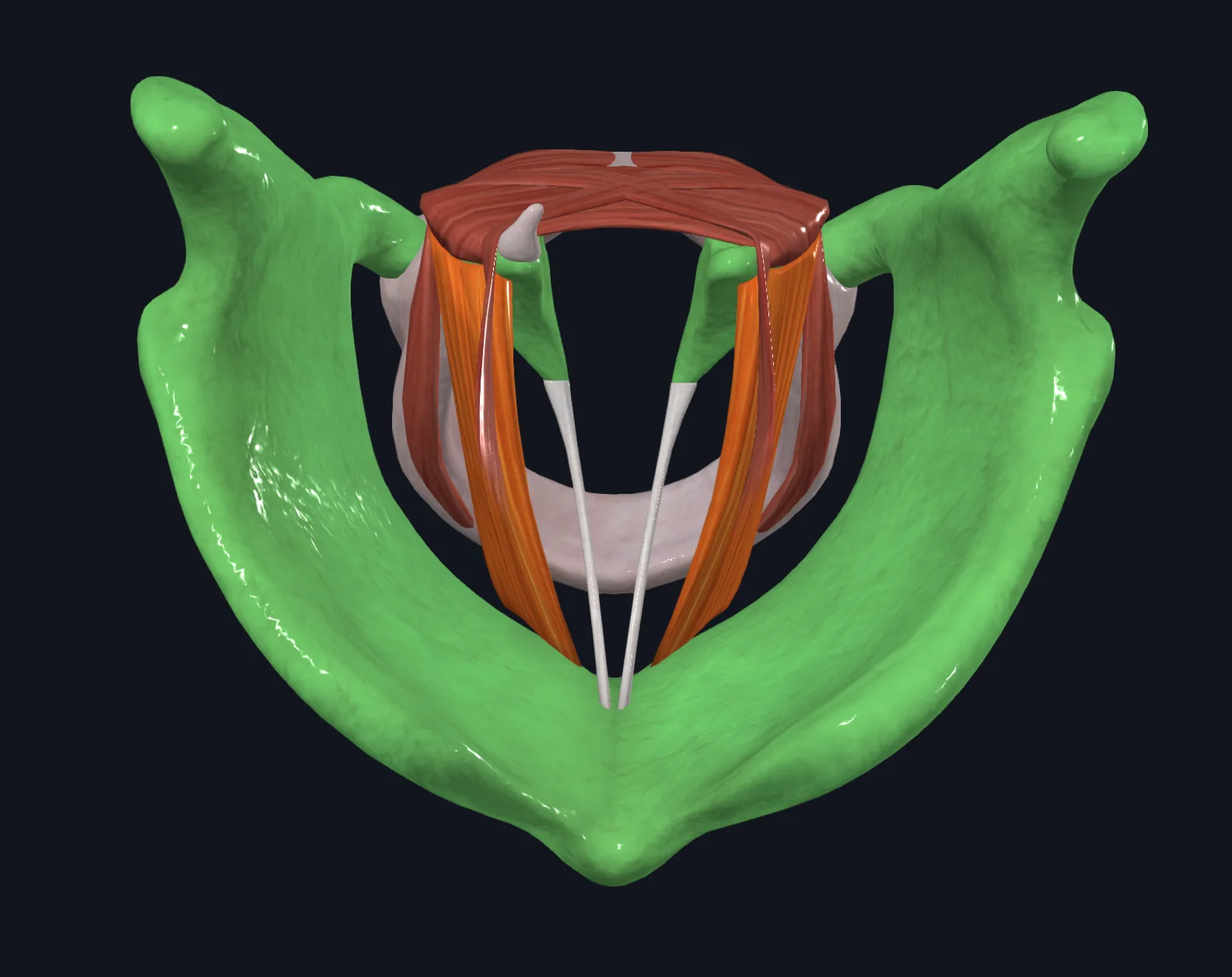 Thyroarytenoid