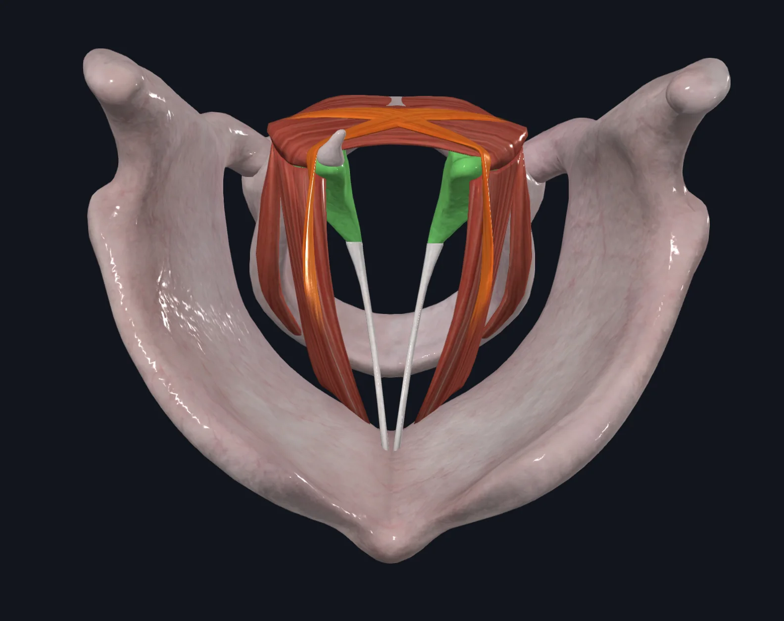 Oblique Arytenoid