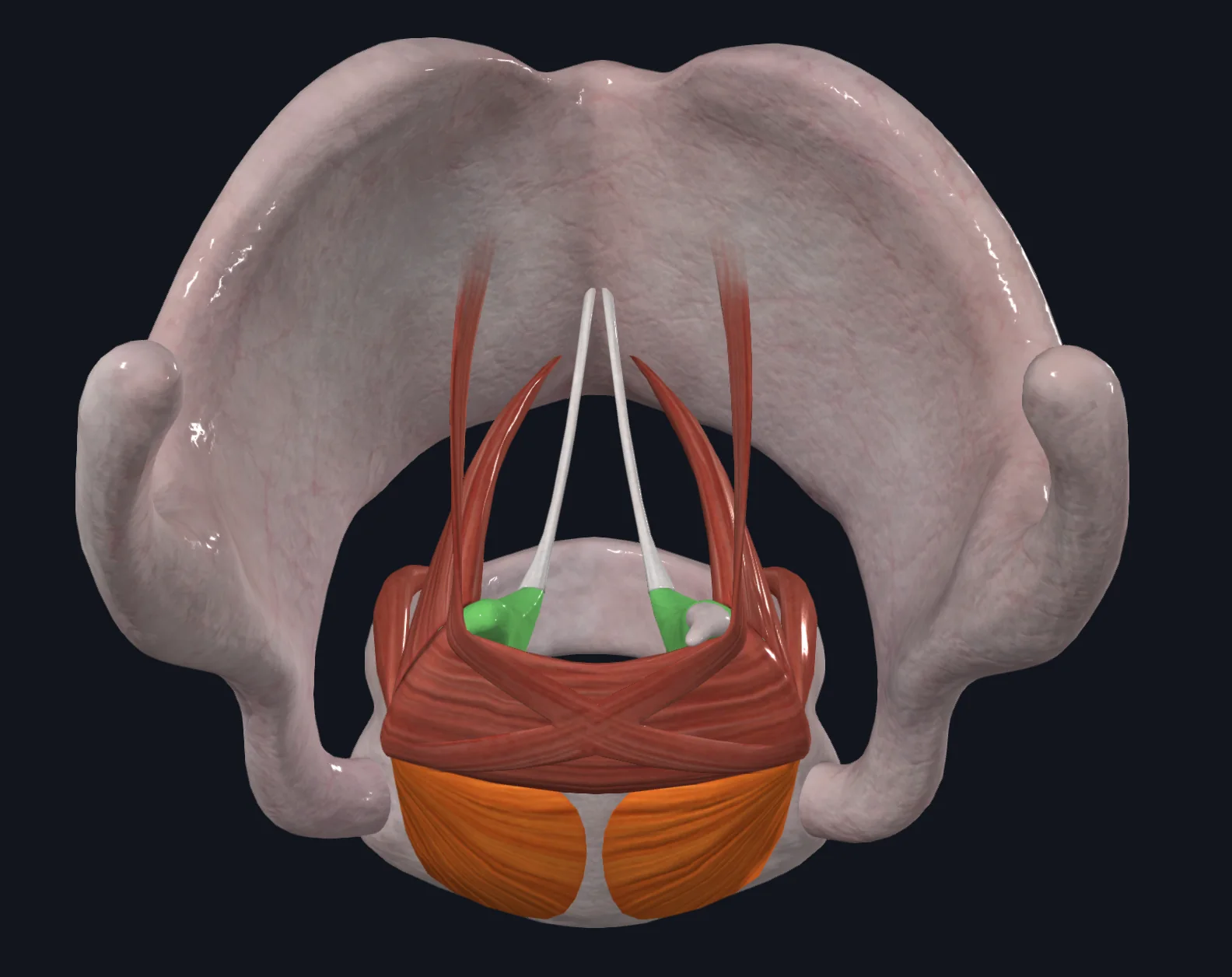 Posterior Cricoarytenoid