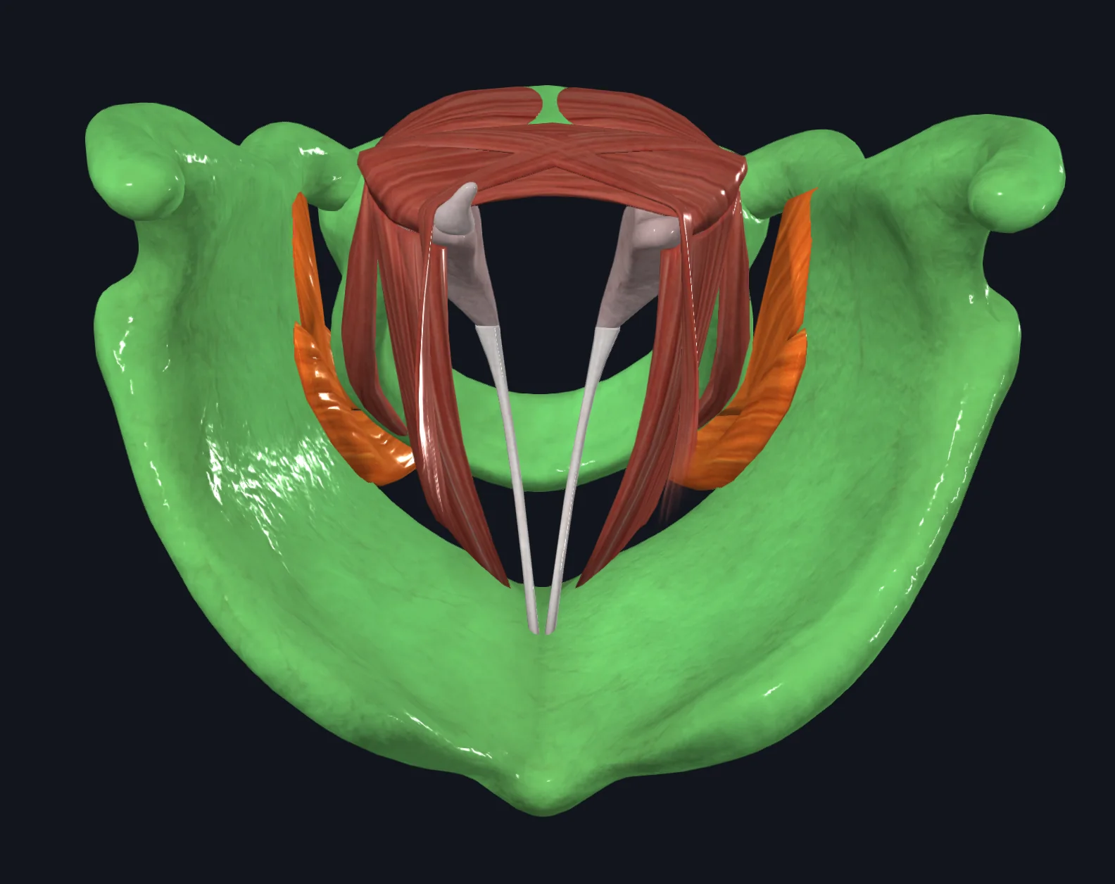 Cricothyroid