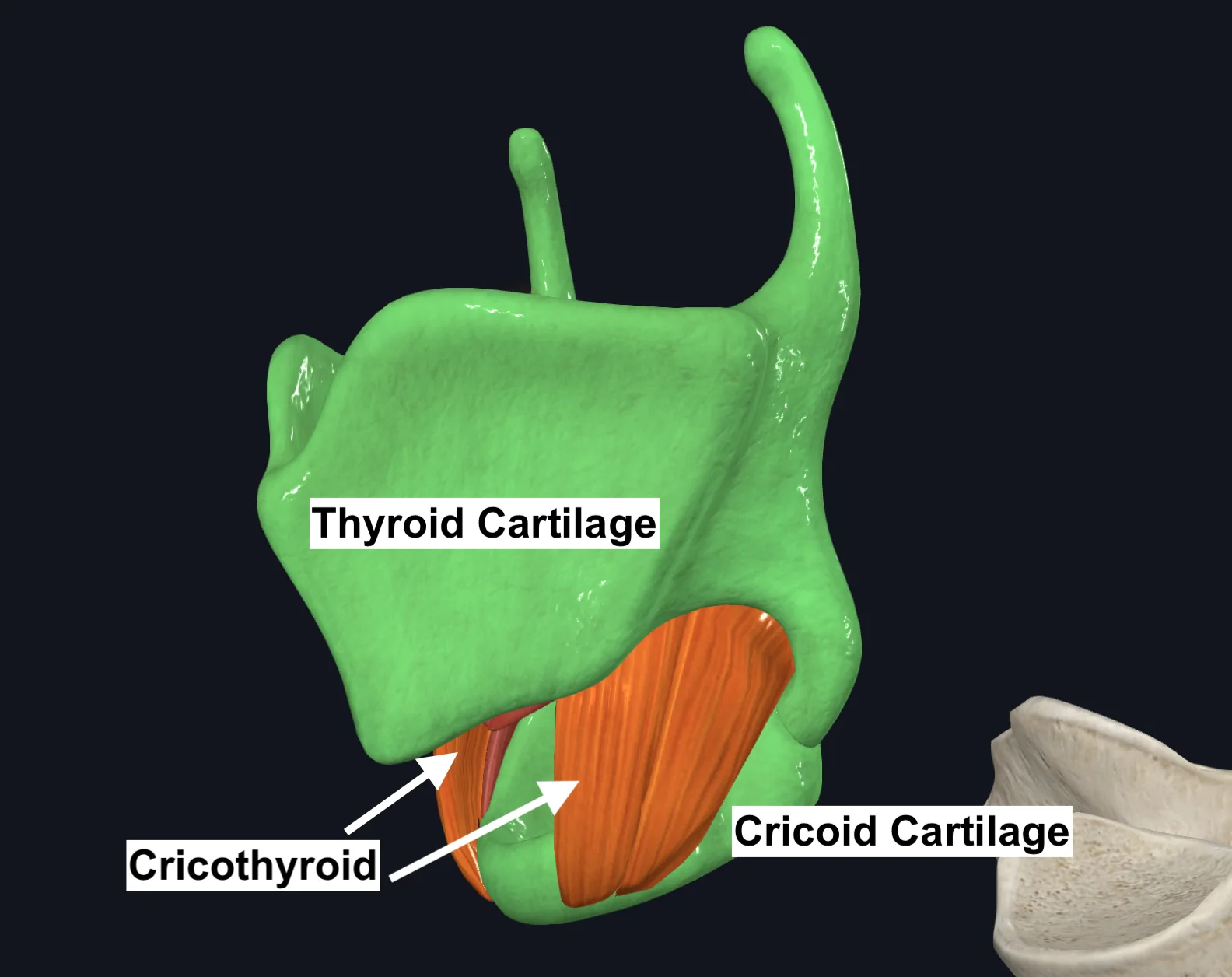Cricothyroid2