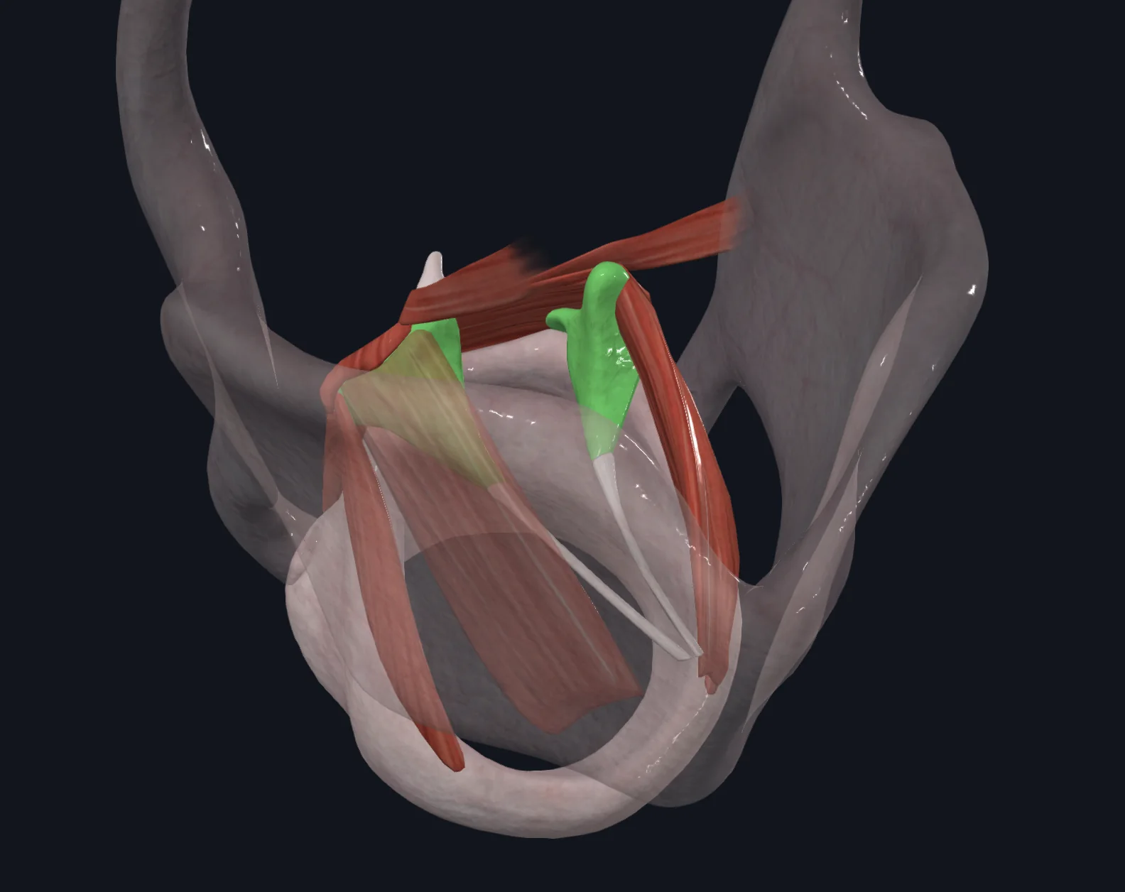 Arytenoid Cartilages