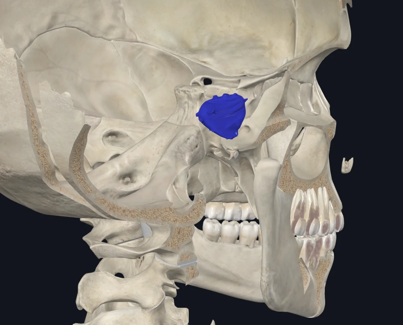 Cavernous Sinus