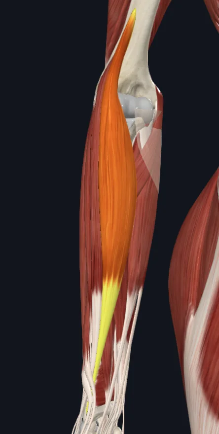 Brachioradialis muscle (right)