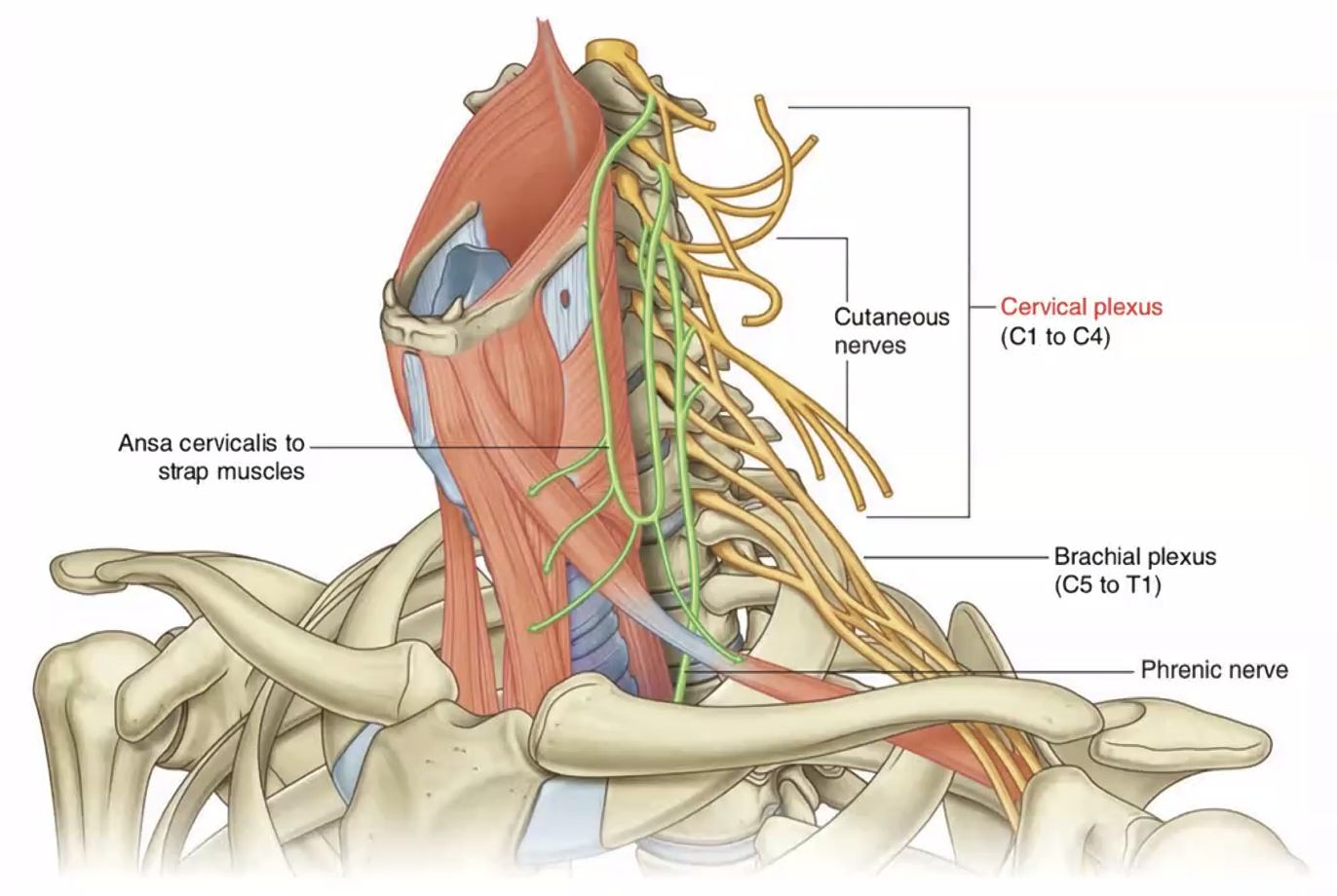 ansa cervicalis