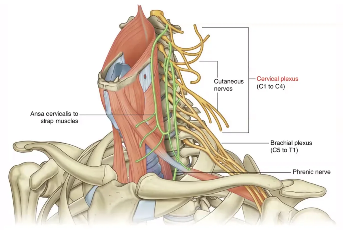 ansa cervicalis