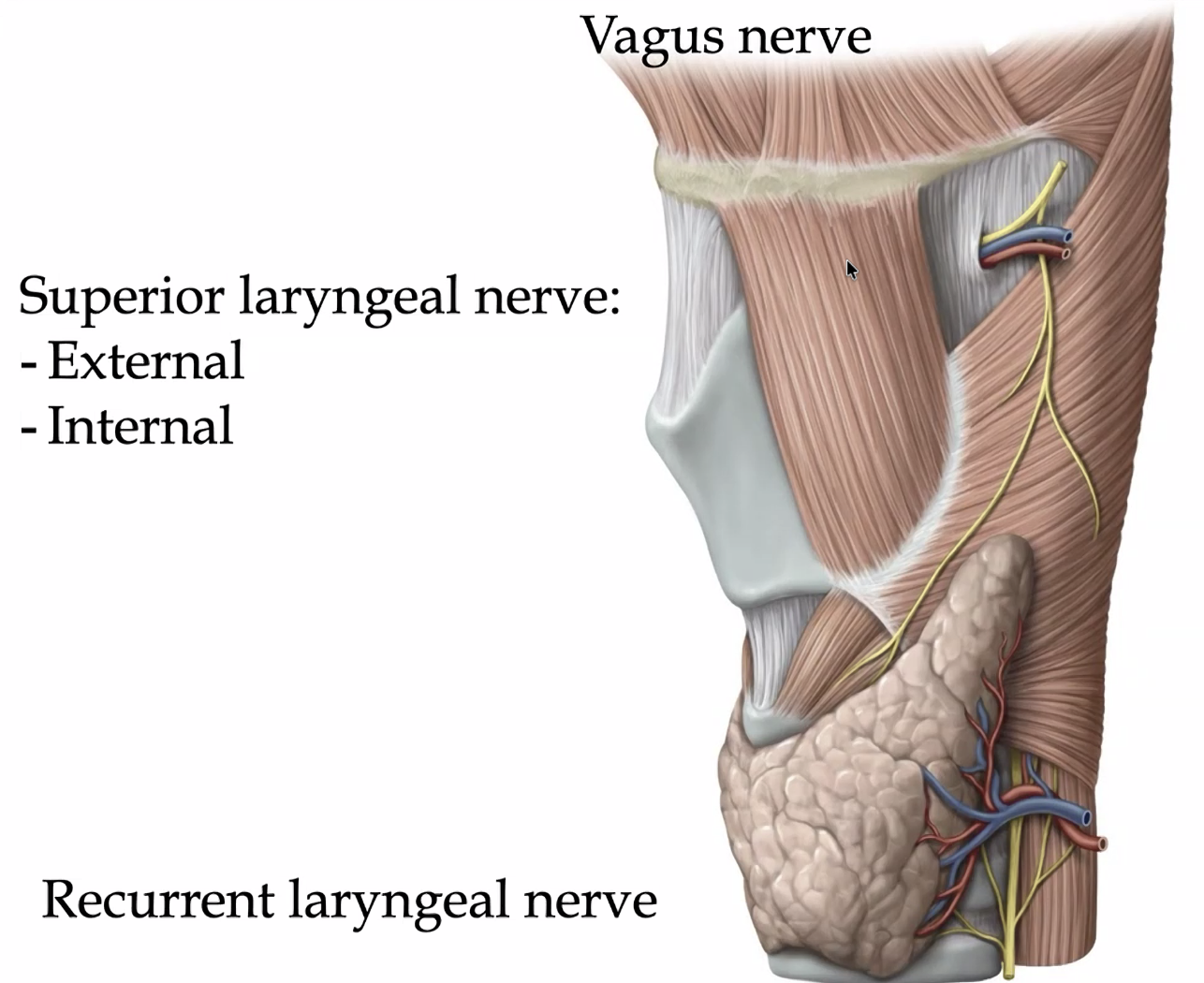 vagus n