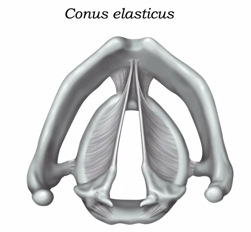 conus elastiv