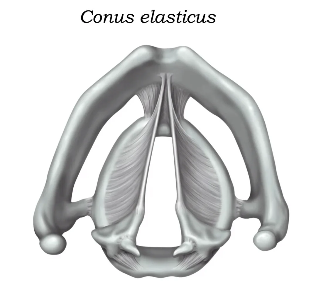 conus elastiv