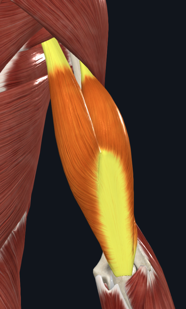 Triceps brachii muscle