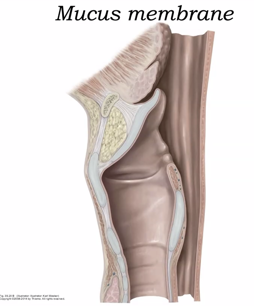 mocus membrane