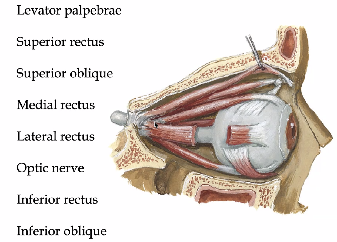 common tendinous string