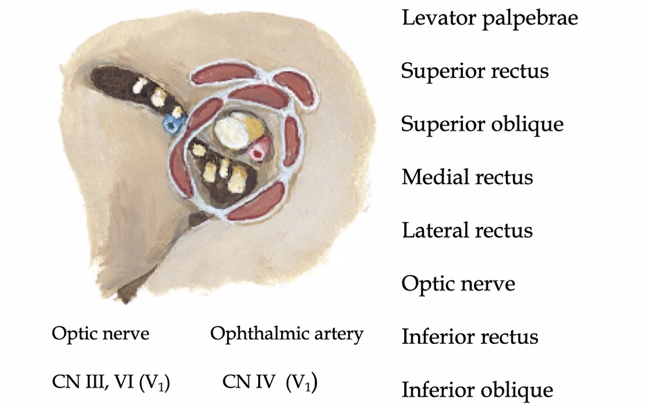 optic nerve and Ophthalmic artery
