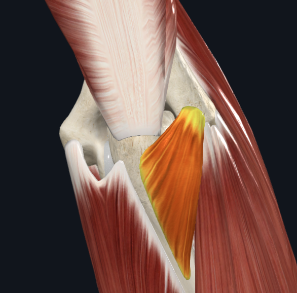 Anconeus muscle (right)