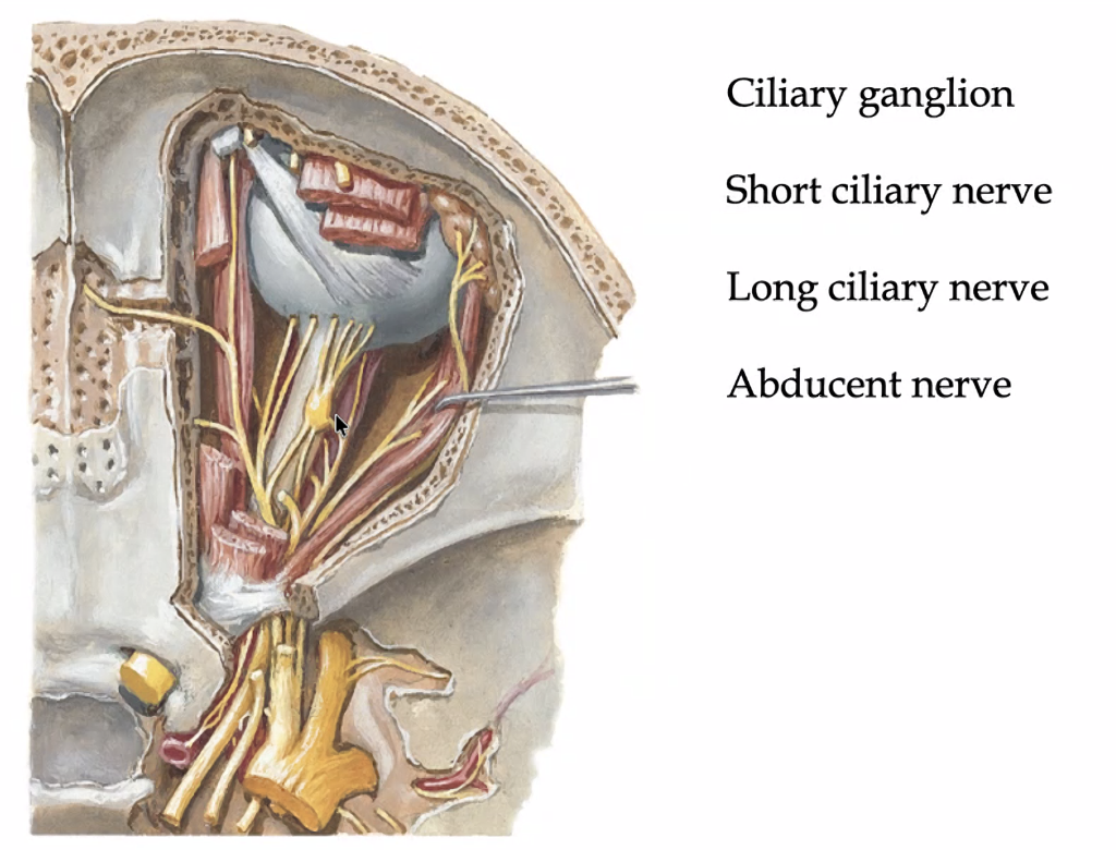 ciliary nerves