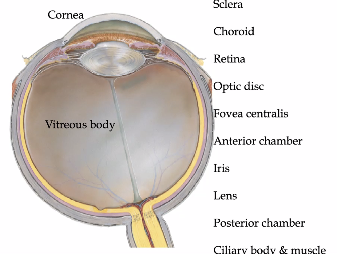sclera