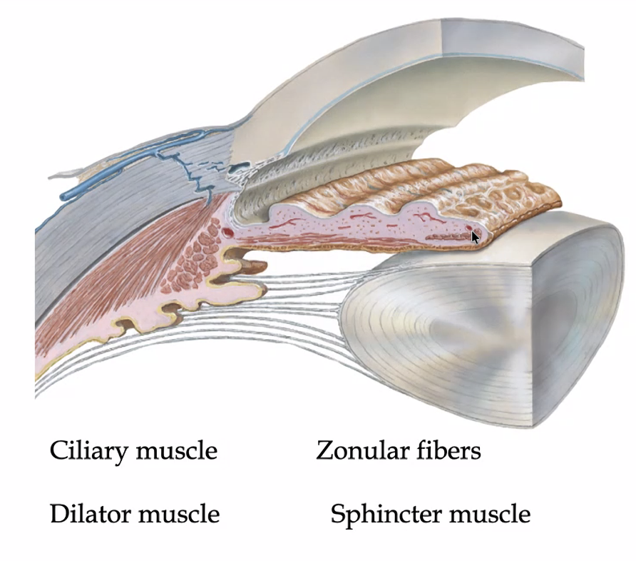 dilator and sphincter