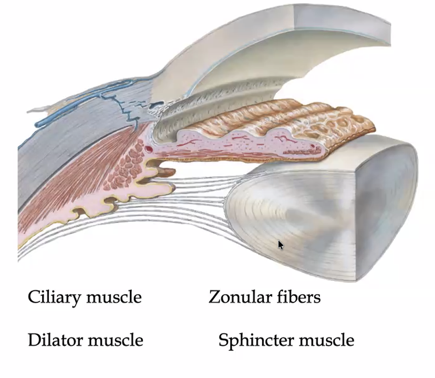 zonolar fibers