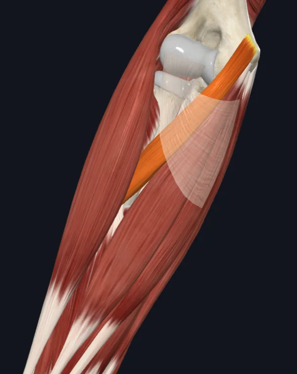 Pronator Teres