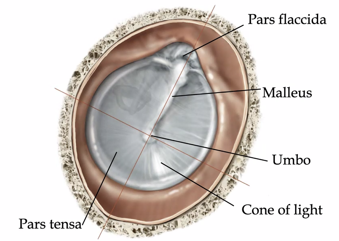 עצם ה־Malleus