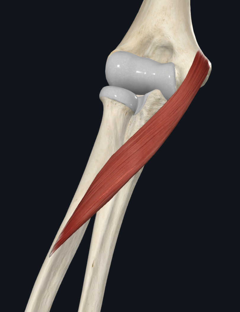 Pronator Teres (Right)
