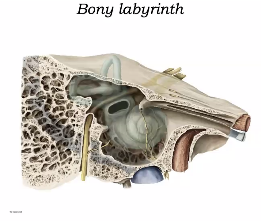 Bony labyrinth