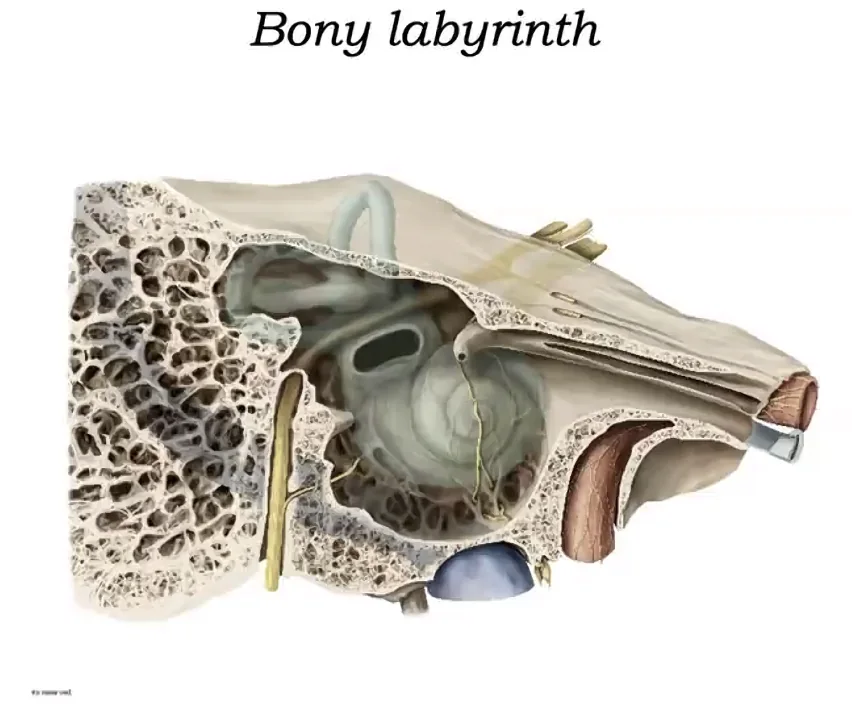 Bony labyrinth