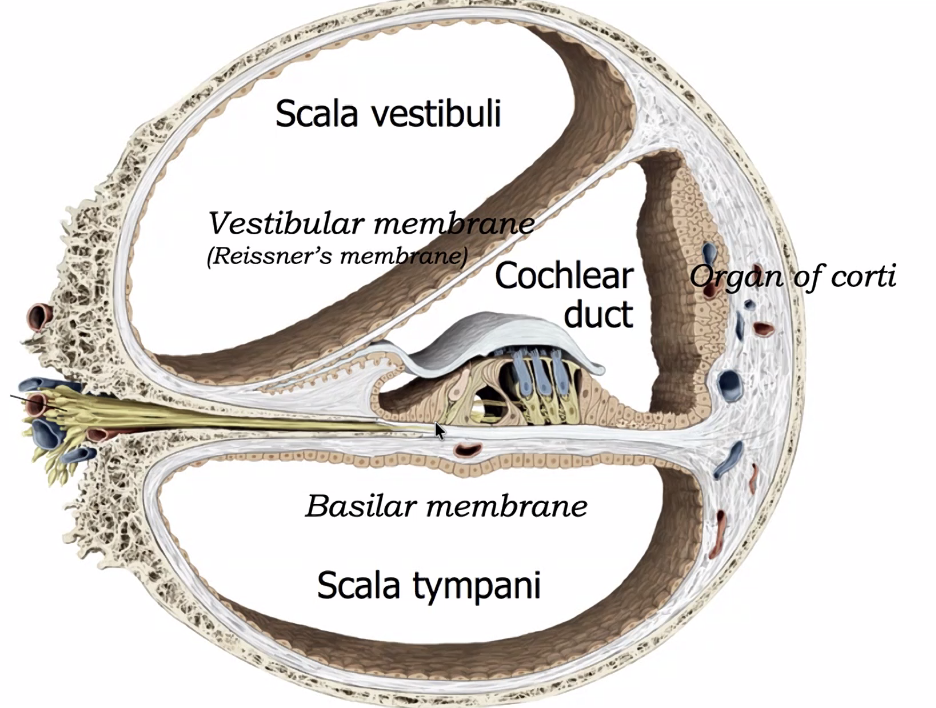 Organ of corti