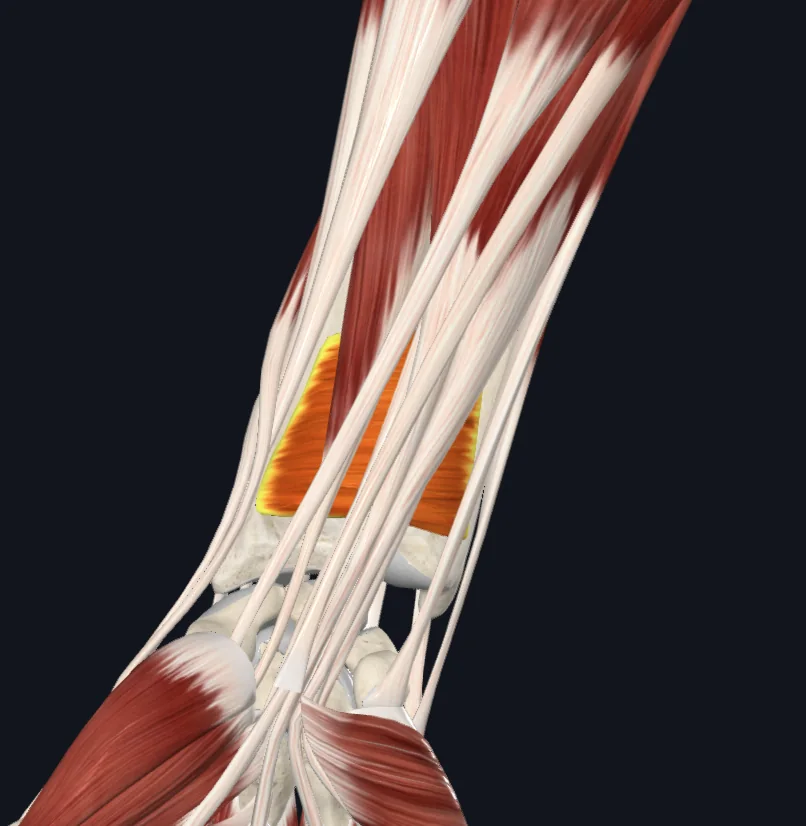 Pronator Quadratus (Right)