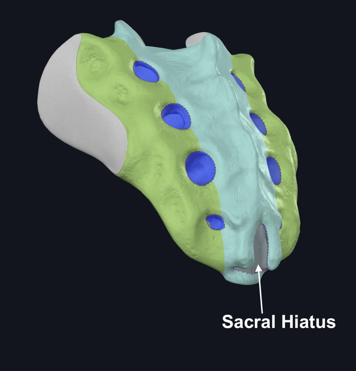 Sacral Hiatus