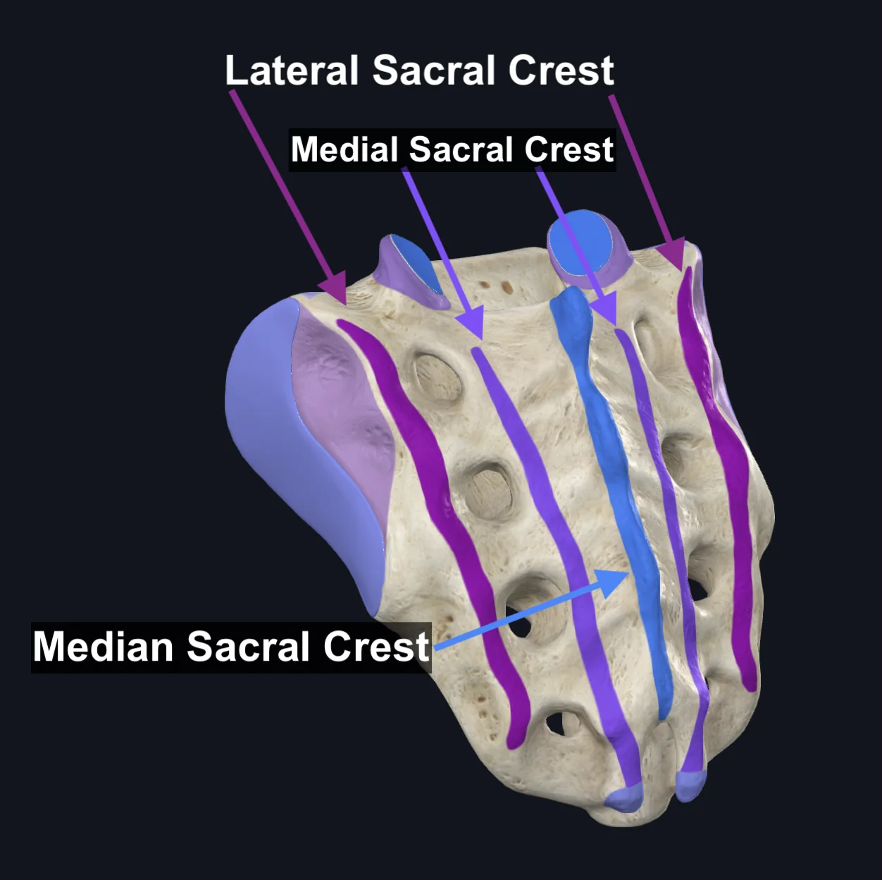 Median, Medial and Lateral Sacral Crests