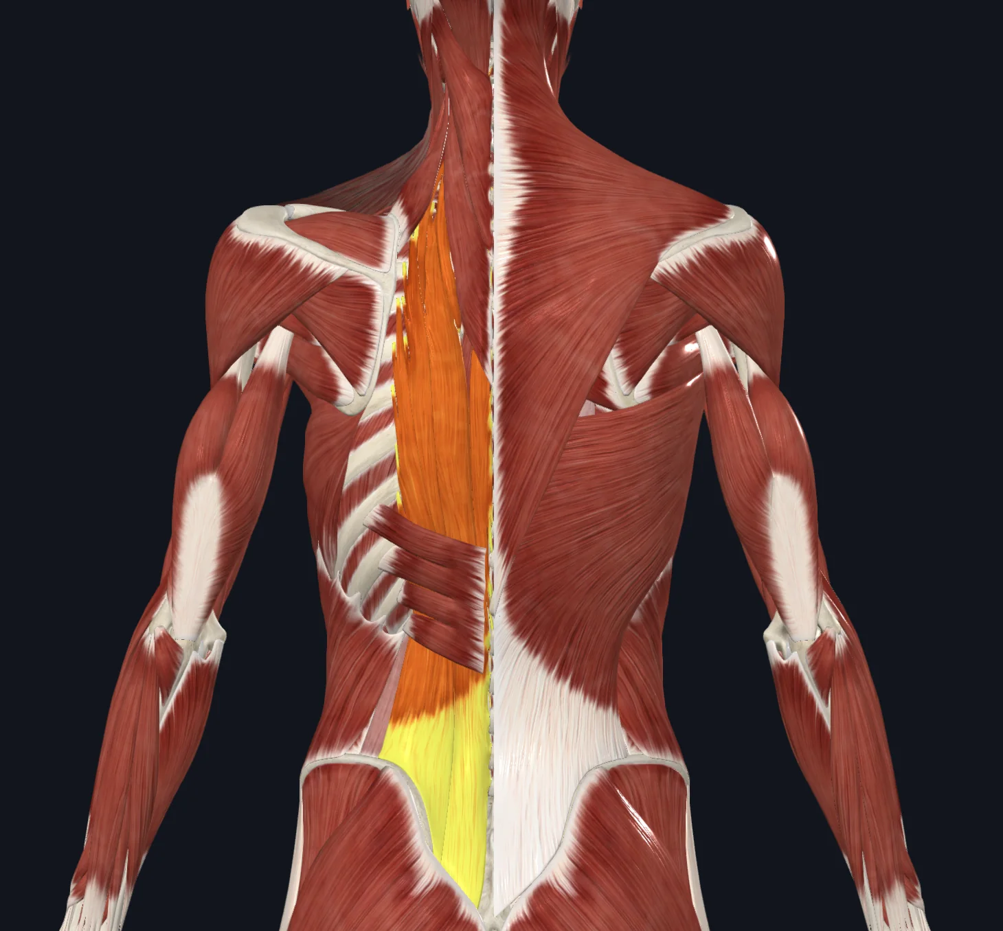 Erector Spinae