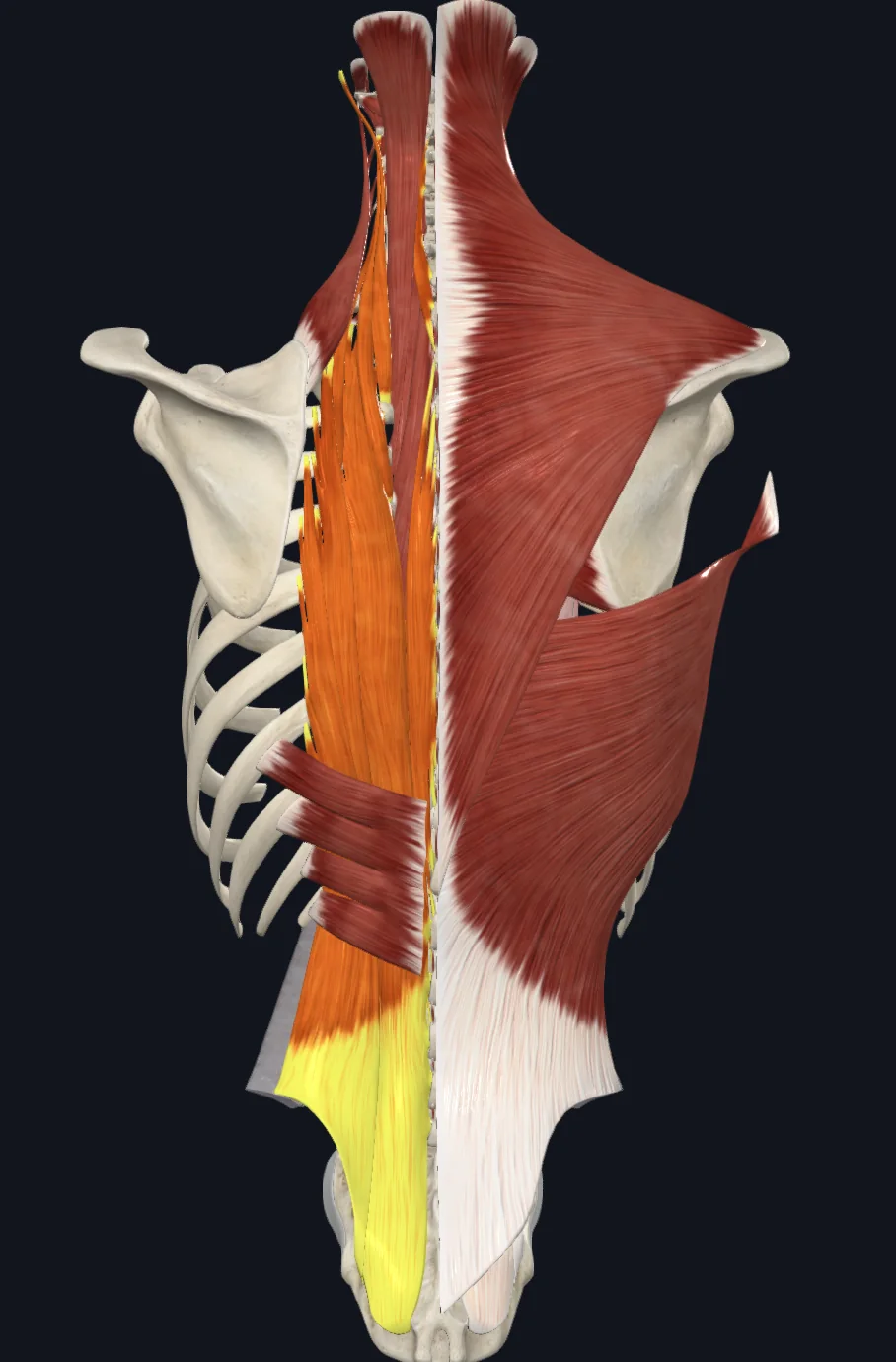 Erector Spinae