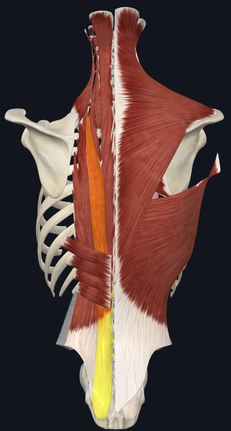 Longissimus