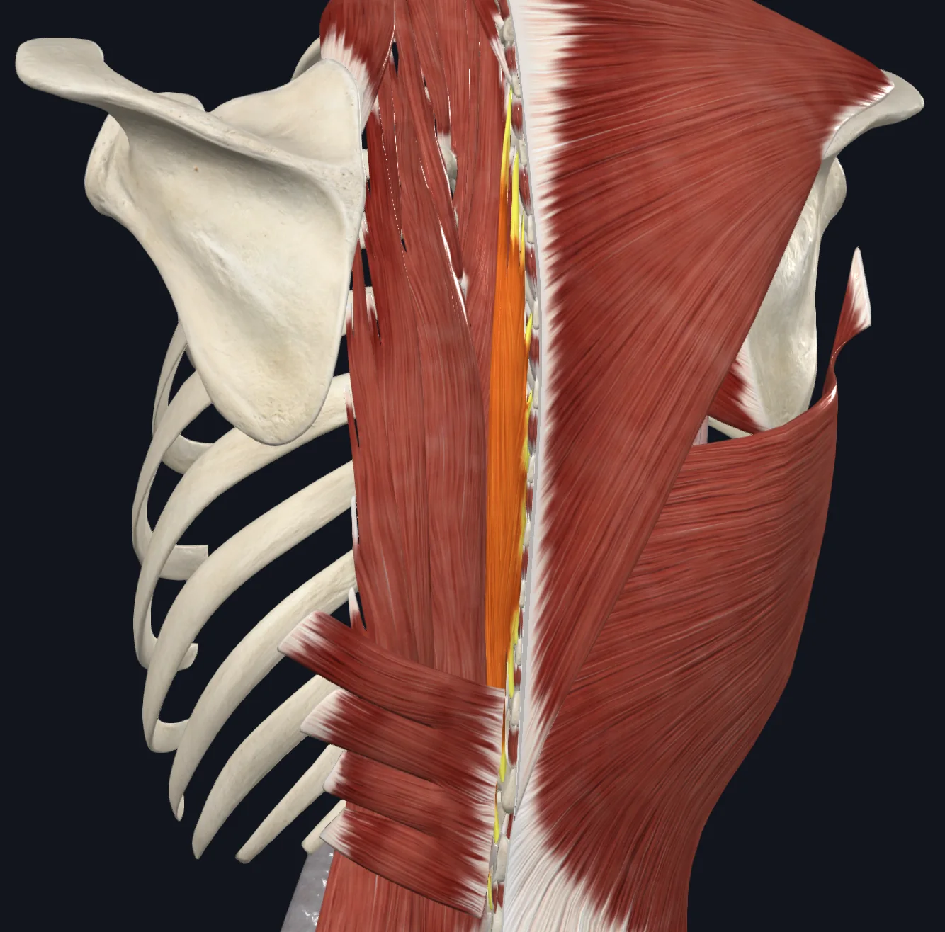 Spinalis