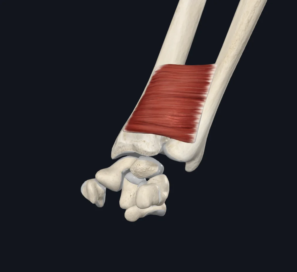 Pronator Quadratus (Right) B