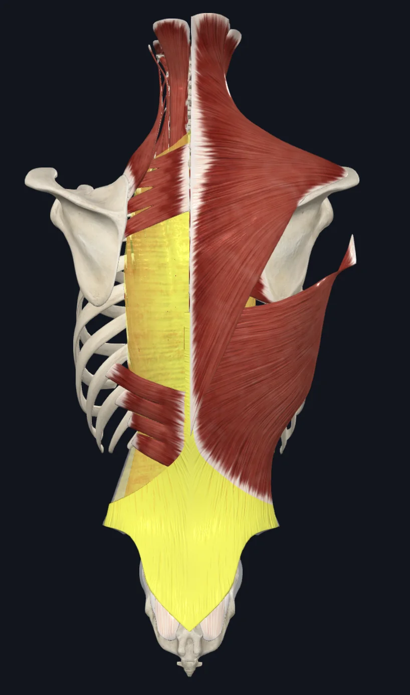 Thoracolumbar Fascia