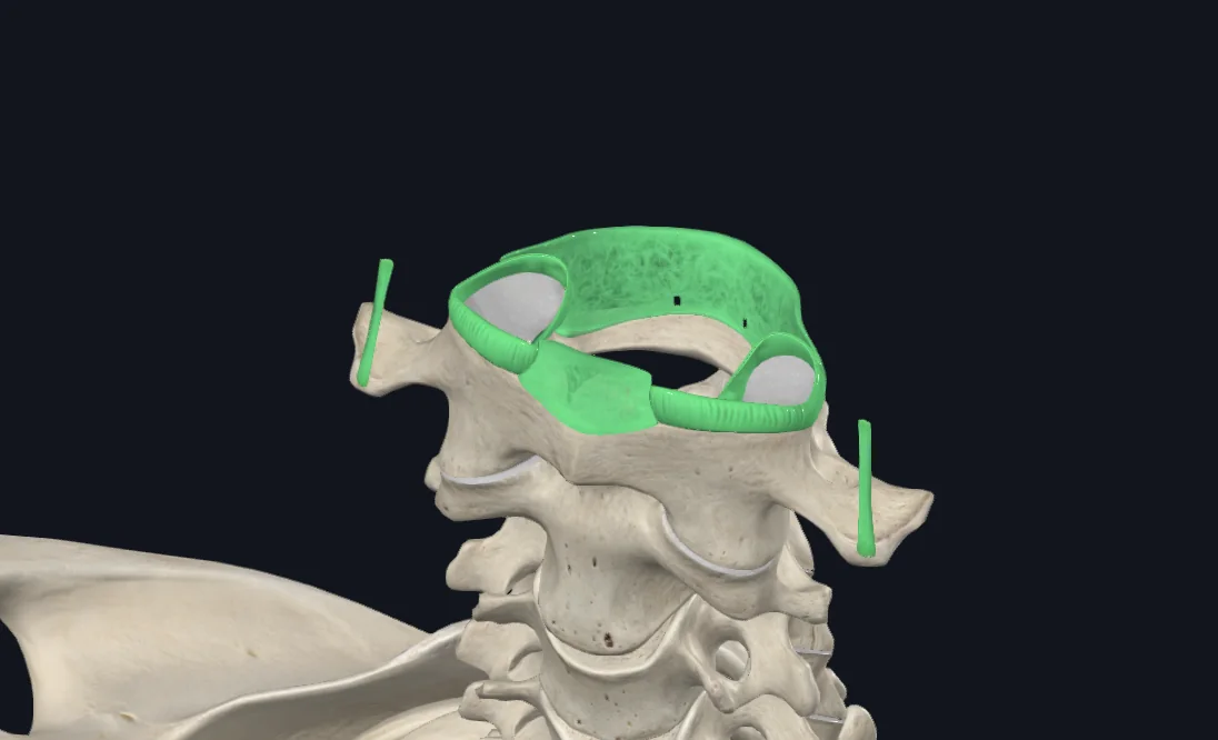 Atlantooccipital Joint
