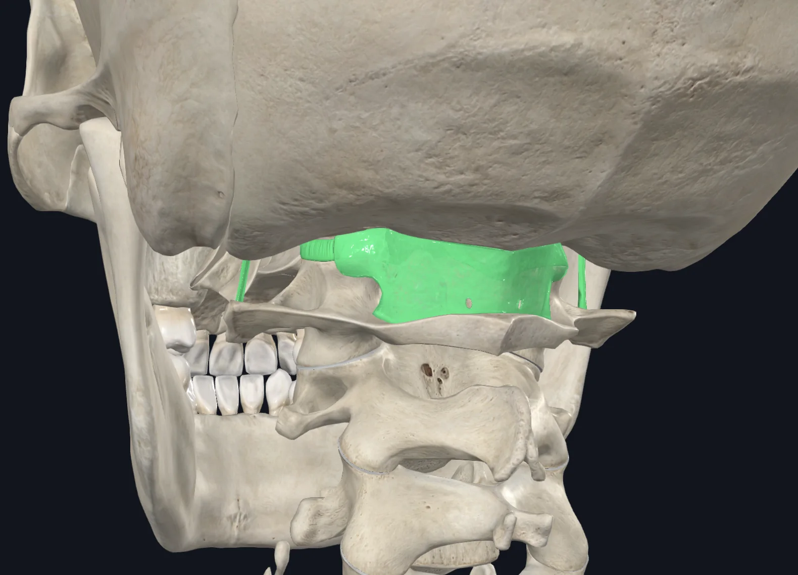 Atlantooccipital Joint