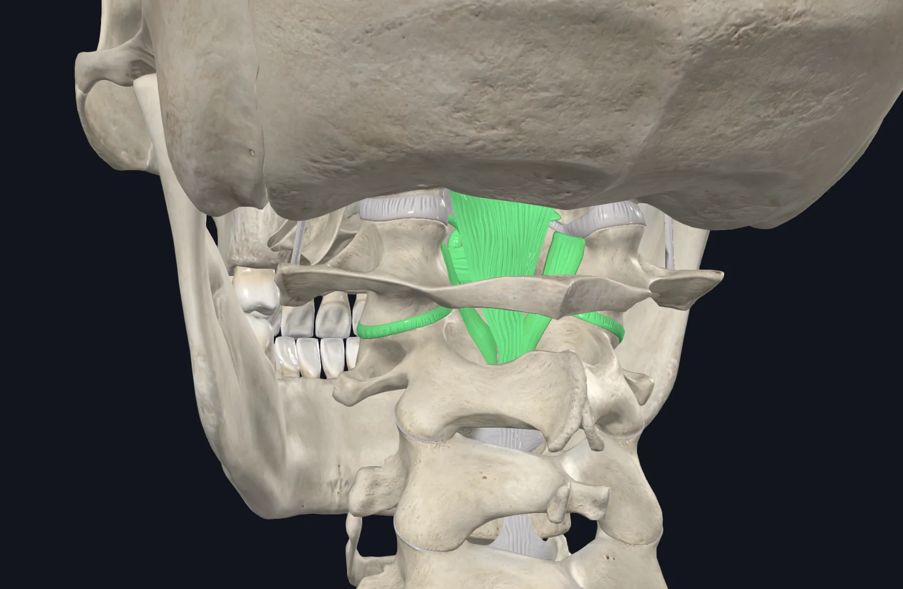 Atlantoaxial Joint