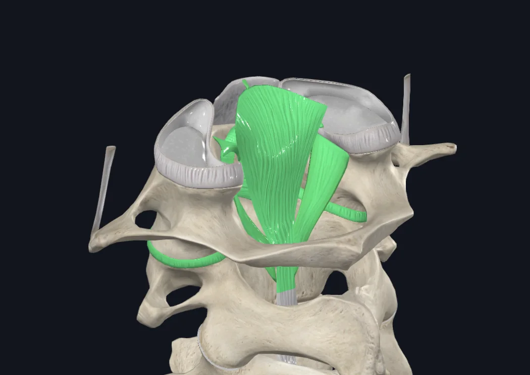 Atlantoaxial Joint
