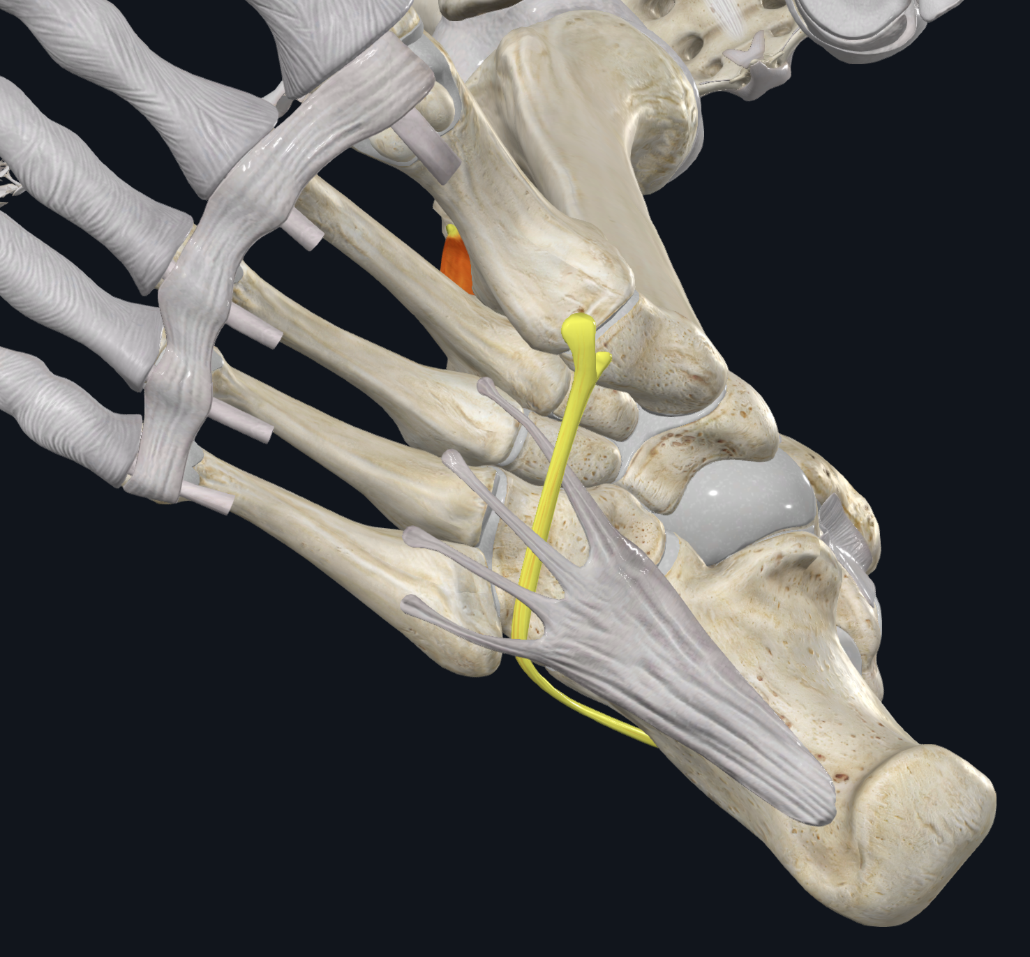 Fibularis Longus בוקע דרך long plantar ligament