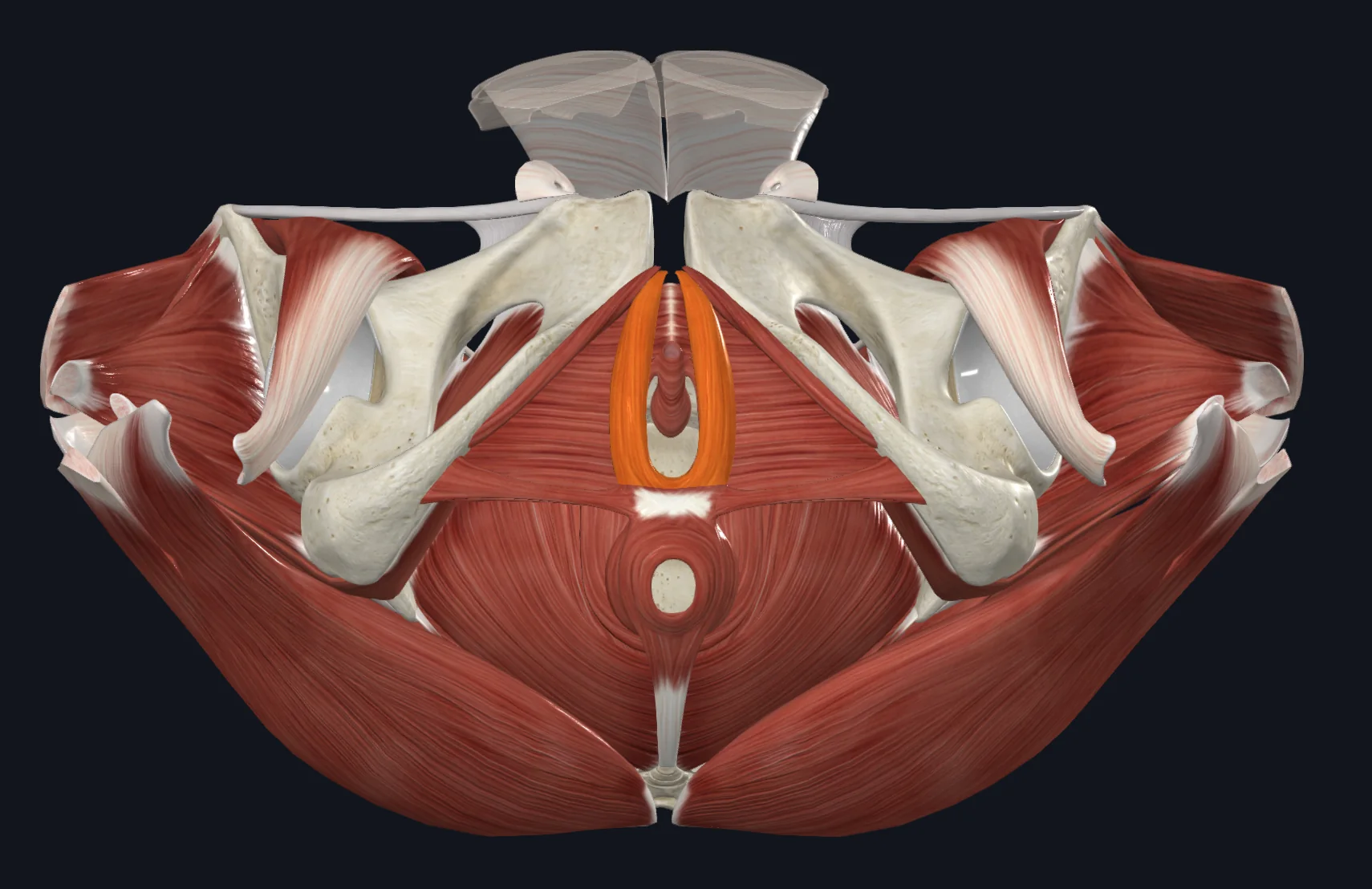Bulbospongiosus muscle