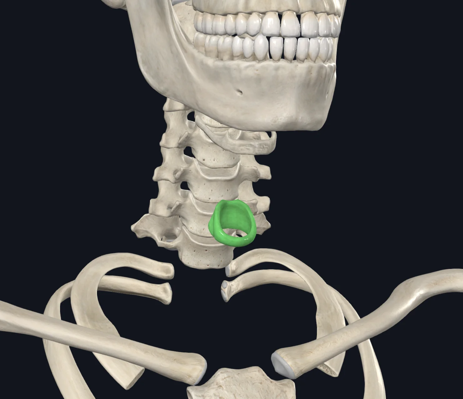 Cricoid Cartilage