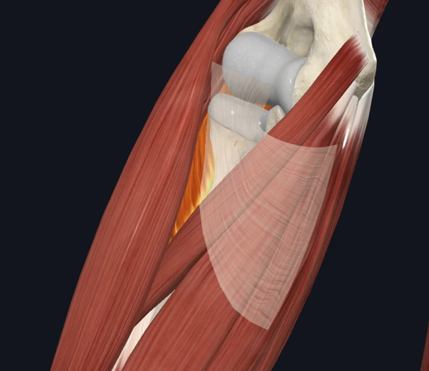 Supinator a