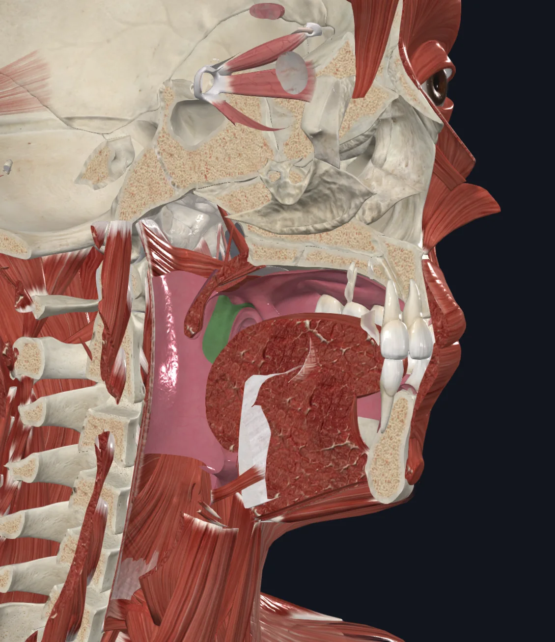 Palatoglossal Arch