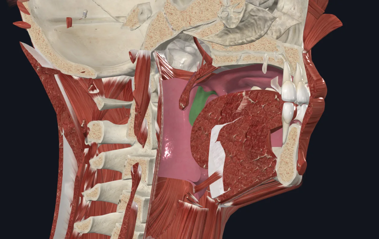 Palatopharyngeal Arch