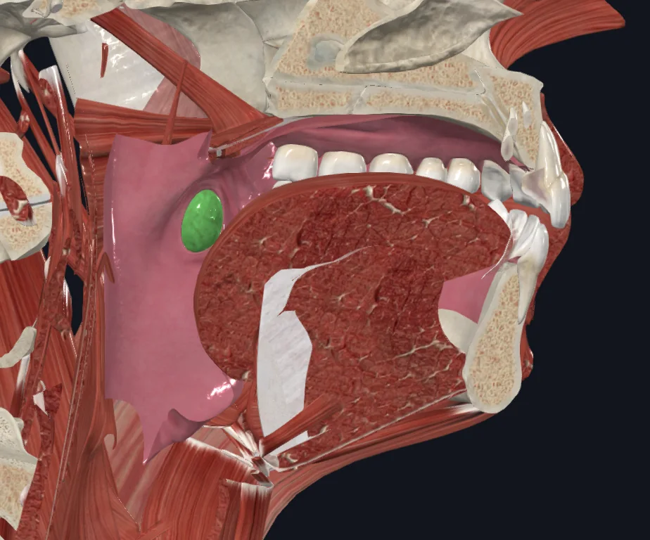Palatine Tonsil