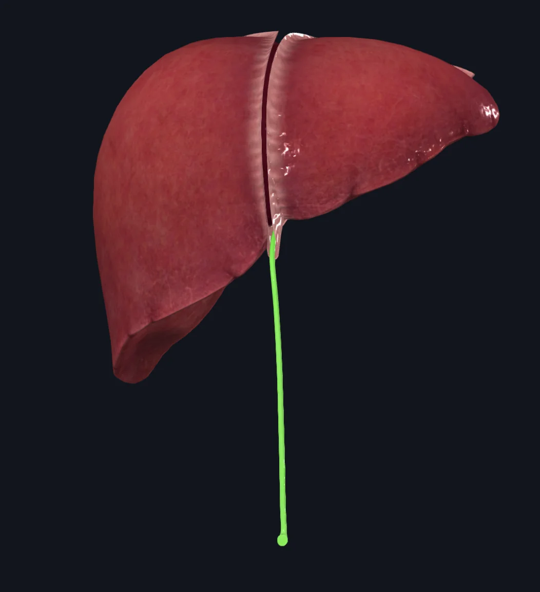 Round Ligament of the Liver / Ligamentum Teres Hepatis