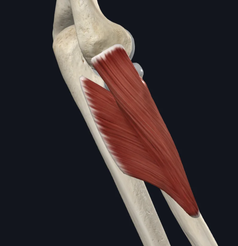 Supinator b